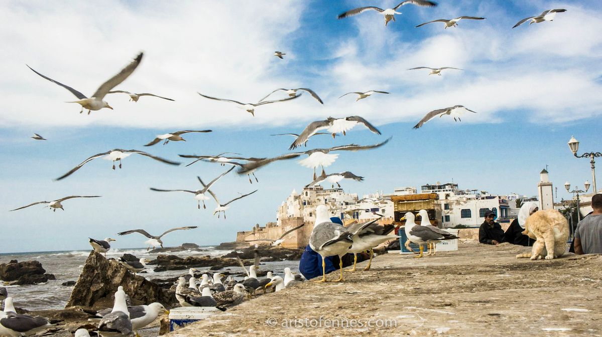 Le port de Essaouira au Maroc. 